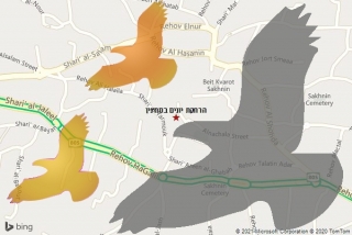 מרחיק יונים בסח׳נין - הרחקת יונים בסח׳נין
