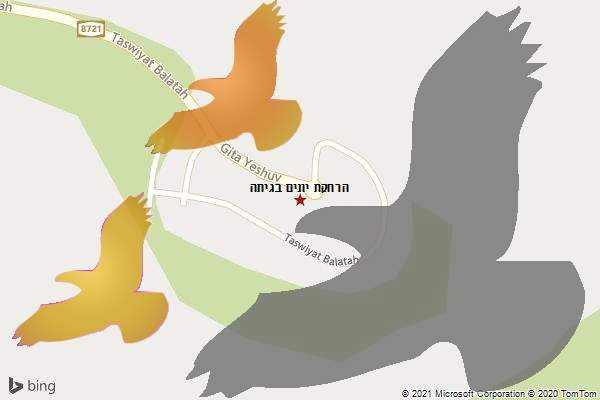 הרחקת יונים בגיתה