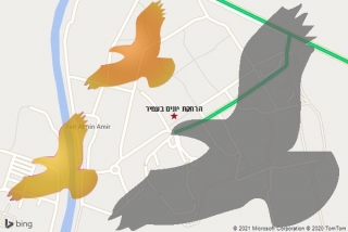 מרחיק יונים בעמיר - הרחקת יונים בעמיר