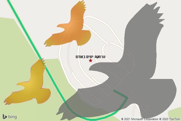 הרחקת יונים באודם