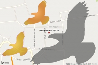 מרחיק יונים בעין עירון - הרחקת יונים בעין עירון