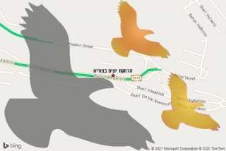 מרחיק יונים בצורית - הרחקת יונים בצורית