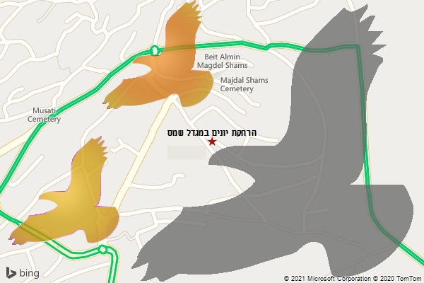 הרחקת יונים במגדל שמס