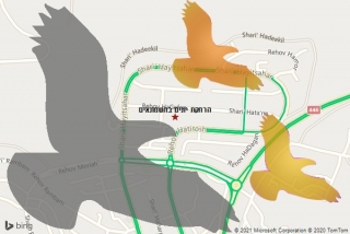 מרחיק יונים בחשמונאים - הרחקת יונים בחשמונאים