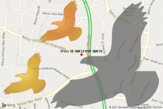  בבאקה אל גרביה - הרחקת יונים בבאקה אל גרביה