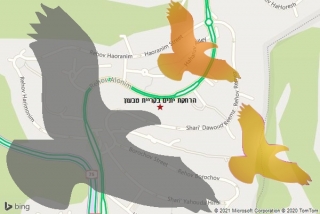 מרחיק יונים בקריית טבעון - הרחקת יונים בקריית טבעון