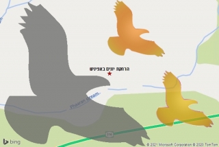 מרחיק יונים באפיניש - הרחקת יונים באפיניש