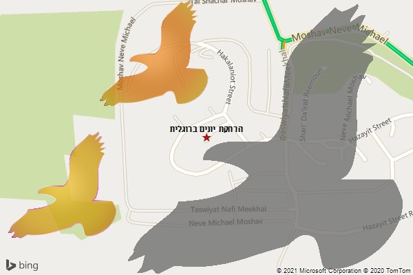 הרחקת יונים ברוגלית