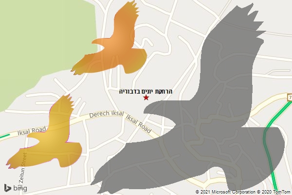 הרחקת יונים בדבוריה