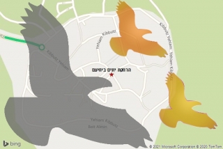 מרחיק יונים ביחיעם - הרחקת יונים ביחיעם