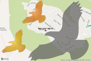 מרחיק יונים בנעמי - הרחקת יונים בנעמי