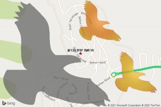 מרחיק יונים בברקן - הרחקת יונים בברקן