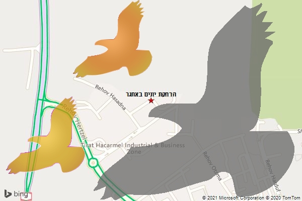 הרחקת יונים באתגר