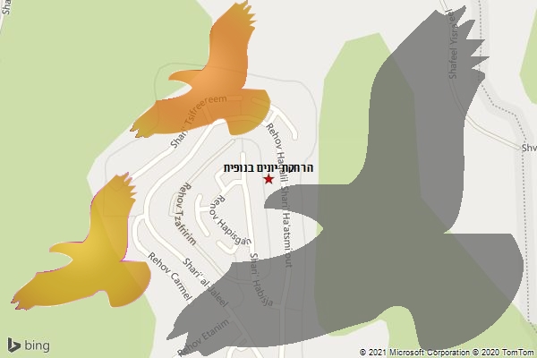 הרחקת יונים בנופית