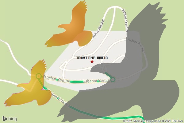 הרחקת יונים באשחר