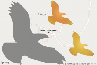 מרחיק יונים בשחרות - הרחקת יונים בשחרות