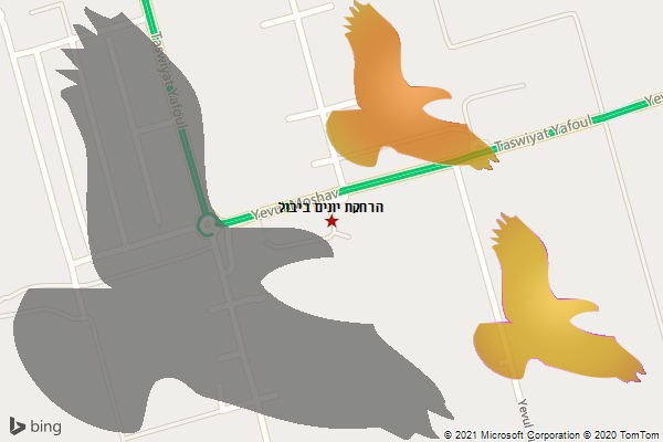 הרחקת יונים ביבול