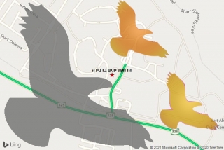 מרחיק יונים בדבירה - הרחקת יונים בדבירה