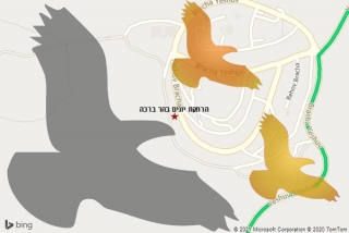 מרחיק יונים בהר ברכה - הרחקת יונים בהר ברכה