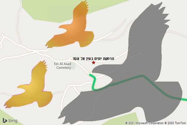 הרחקת יונים בעין אל אסד