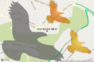 מרחיק יונים בכפר ורדים - הרחקת יונים בכפר ורדים