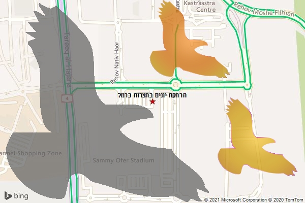 הרחקת יונים בחצרות כרמל