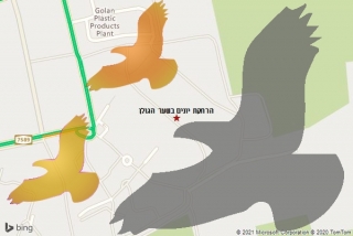מרחיק יונים בשער הגולן - הרחקת יונים בשער הגולן