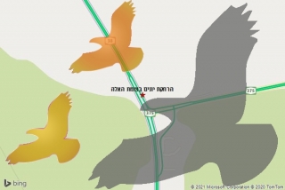 מרחיק יונים בצומת האלה - הרחקת יונים בצומת האלה