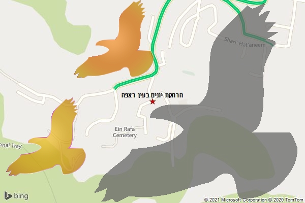 הרחקת יונים בעין ראפה