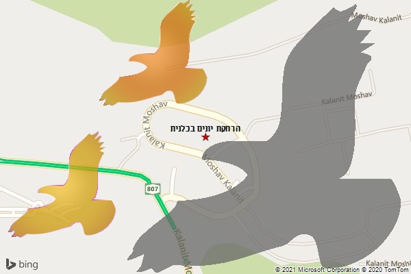 הרחקת יונים בכלנית