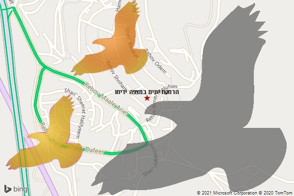 הרחקת יונים במצפה יריחו