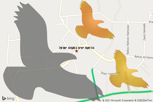 הרחקת יונים במקווה ישראל