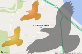 מרחיק יונים בדגניה א - הרחקת יונים בדגניה א