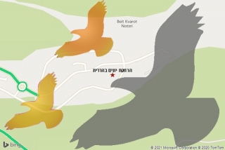 מרחיק יונים בהררית - הרחקת יונים בהררית