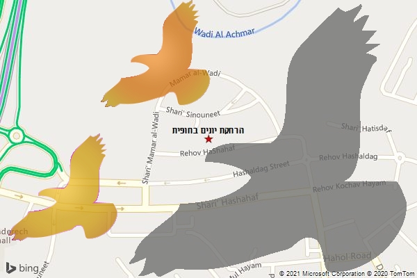 הרחקת יונים בחופית