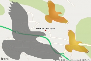 מרחיק יונים בעין אסהלה - הרחקת יונים בעין אסהלה