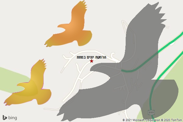 הרחקת יונים במתת