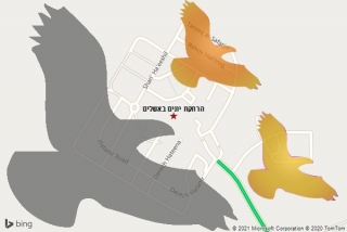 מרחיק יונים באשלים - הרחקת יונים באשלים