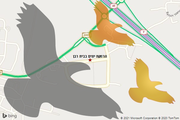 הרחקת יונים בבית רבן