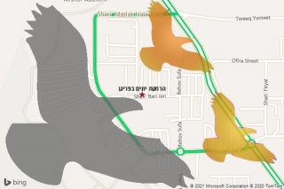 מרחיק יונים בפריגן - הרחקת יונים בפריגן