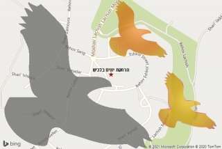 מרחיק יונים בלכיש - הרחקת יונים בלכיש