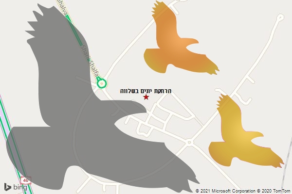 הרחקת יונים בשלווה