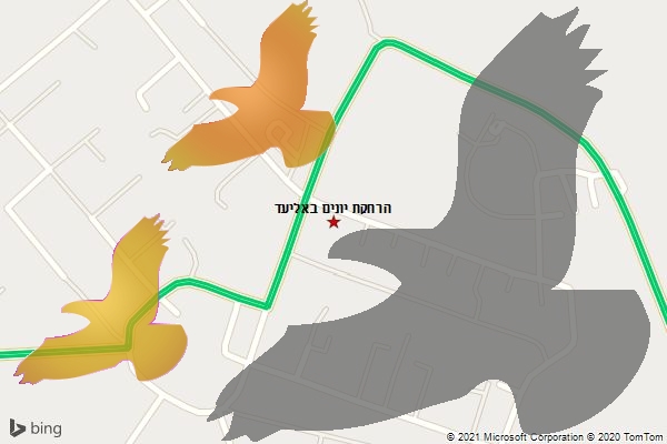 הרחקת יונים באליעד