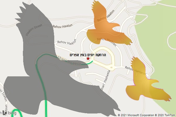 הרחקת יונים בעץ אפרים