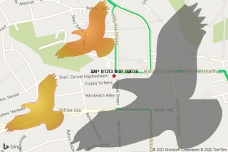  בזכרון יעקב - הרחקת יונים בזכרון יעקב