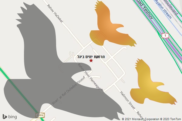 הרחקת יונים ביגל