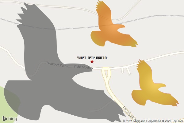 הרחקת יונים בישעי