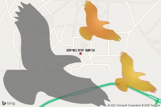 מרחיק יונים בשיזפון - הרחקת יונים בשיזפון