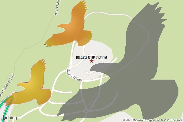 הרחקת יונים בצבעון