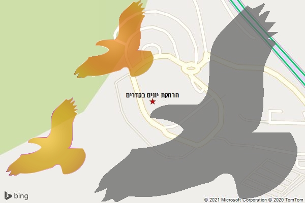 הרחקת יונים בקדרים